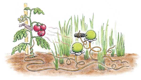 
Seedlings of parasitic dodder plants scout for volatile chemicals released by a potential host, such as the tomato, then put out tendrils to slowly encircle their victim and suck out its life.
